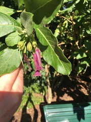 Iochroma