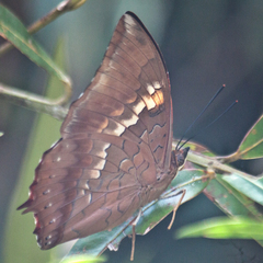 Charaxes bernardus hierax