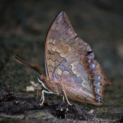 Charaxes bernardus hierax