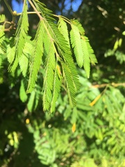 Acacia