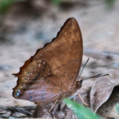 Charaxes bernardus hierax