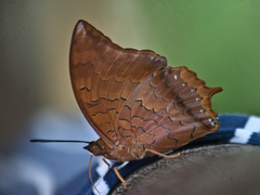 Charaxes bernardus hierax