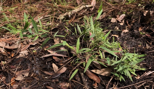 hemlock rosette grass (Dichanthelium sabulorum)