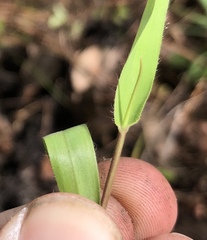 Dichanthelium patulum