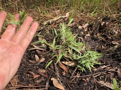 Dichanthelium patulum