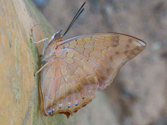 Charaxes bernardus hierax