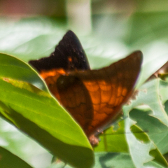 Charaxes bernardus hierax