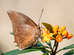 Charaxes bernardus hierax