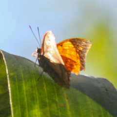 Charaxes bernardus hierax