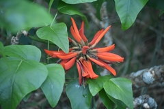 Erythrina ×sykesii