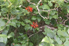 Erythrina ×sykesii