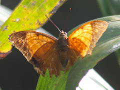 Charaxes bernardus hierax