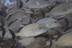 Sailors Choice photo 2