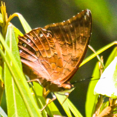 Charaxes bernardus hierax