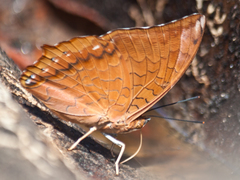 Charaxes bernardus hierax