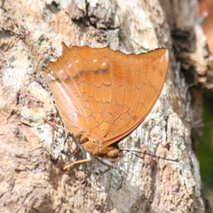 Charaxes bernardus hierax