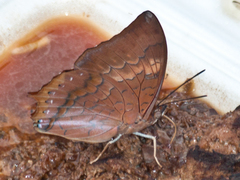 Charaxes bernardus hierax