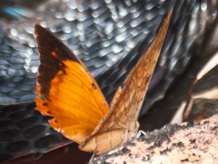 Charaxes bernardus hierax