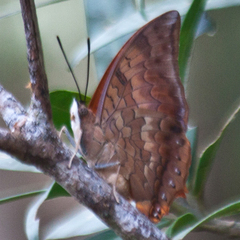 Charaxes bernardus hierax