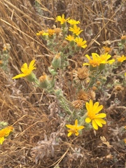 Heterotheca sessiliflora echioides