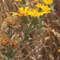 Heterotheca sessiliflora echioides