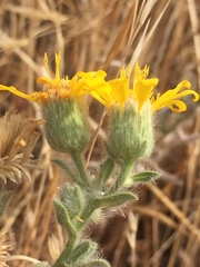 Heterotheca sessiliflora echioides