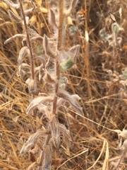 Heterotheca sessiliflora echioides