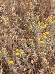 Heterotheca sessiliflora echioides