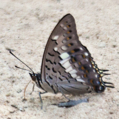 Charaxes solon sulphureus