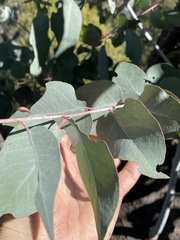 Eucalyptus bridgesiana