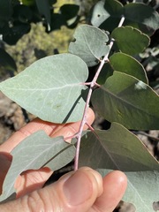 Eucalyptus bridgesiana