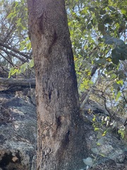 Eucalyptus bridgesiana