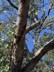 Eucalyptus bridgesiana