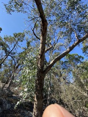 Eucalyptus bridgesiana