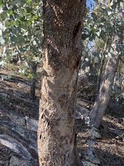 Eucalyptus bridgesiana