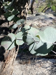 Eucalyptus bridgesiana
