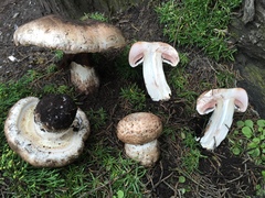 Agaricus lilaceps