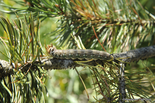Pine Hawkmoth
