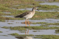 Calidris pugnax