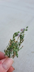 Spergularia rubra