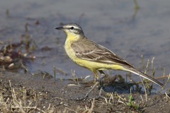 Motacilla flava beema