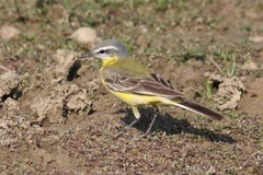 Motacilla flava beema