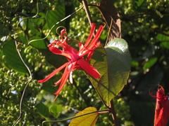 Passiflora quadrifaria