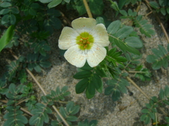 Kallstroemia