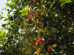 Passiflora quadrifaria