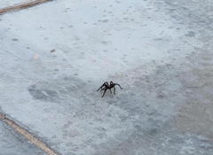 Araneae