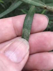 Ozothamnus ferrugineus