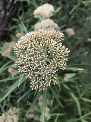 Ozothamnus ferrugineus