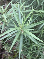 Ozothamnus ferrugineus