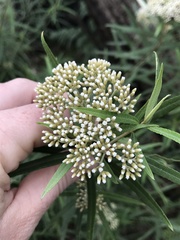 Ozothamnus ferrugineus